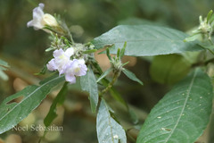 Strobilanthes aurita